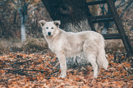White dog in the autumn forest. Photo session of a dog in the forest among golden leaves. dog portraitの写真素材