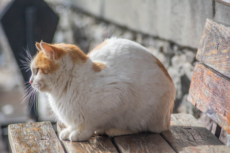 White and red cat sitting on a wooden bench in the street.の写真素材