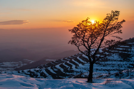 Lonely tree and golden sunset. Winter landscape with tree and sunsetの写真素材