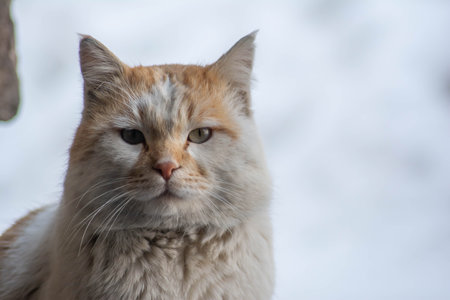 Portrait of a cat. Beautiful cat looks. The white cat is resting under the sun. A petの写真素材