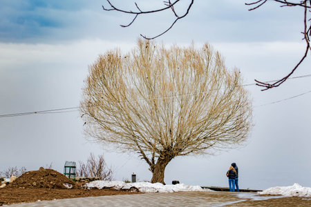 lonely tree. Loving couple and tree. Two lovers and big treeの写真素材