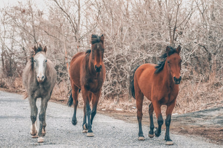 Horses walking on the road in winter. horses in the wild. beautiful horsesの写真素材