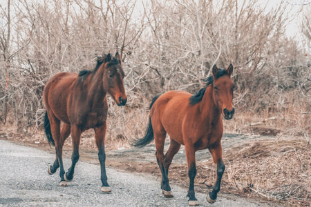 Two horses running on a country road in winter. rear view.の写真素材