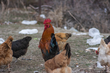 A rooster with his hens. red roosterの写真素材