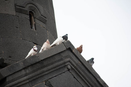 Pigeons sit on the roof of the churchの写真素材