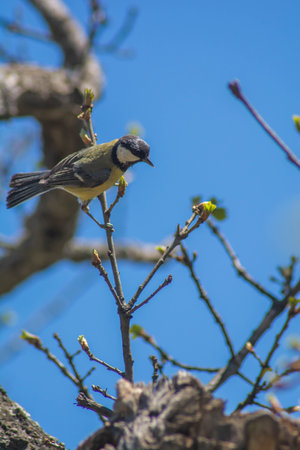 bird on the tree. Green-backed Tit. Parus monticolus - Mesange montagnarde. Great Tit On A Twig