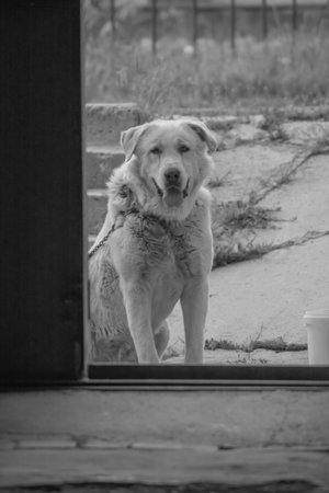 Beautiful big dog Alabai. Central asian shepherd dog. White dog looksの写真素材