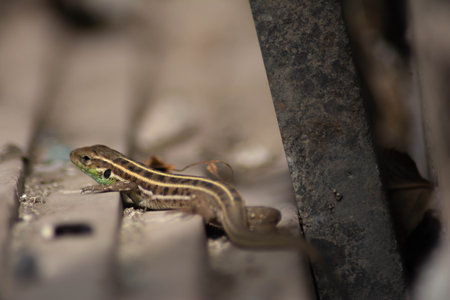 Lizard with green hues. Common lizard with beautiful patternsの写真素材