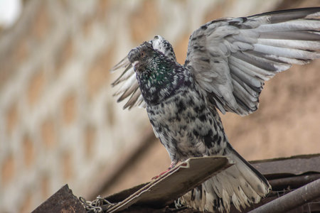 The dove spread its wings. Dove with beautiful patternの写真素材