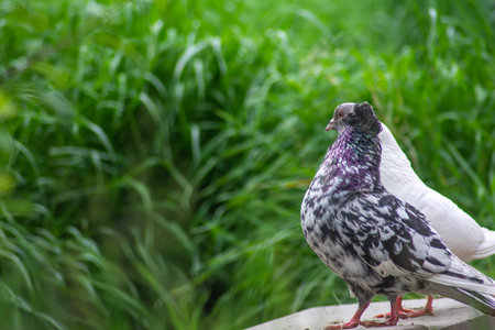 Beautiful doves in nature. Domestic pigeonsの写真素材