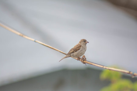 The sparrow sits on a cable. Lonely birdの写真素材