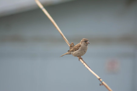 Sparrow sitting on a twig on a background of waterの写真素材