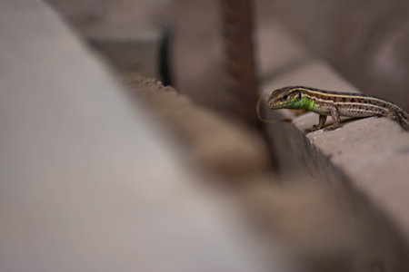 Lizard with green hues. Common lizard with beautiful patternsの写真素材