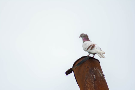 Beautiful doves in nature. Domestic pigeonsの写真素材