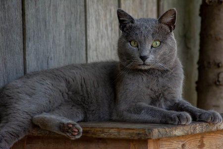 Portrait of a gray cat with green eyes sitting on a wooden backgroundの写真素材