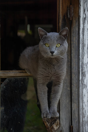 British Shorthair cat in front of an old wooden door.の写真素材
