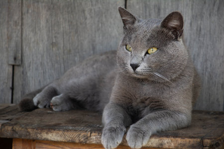 Gray cat lying on a wooden bench in front of a wooden wallの写真素材