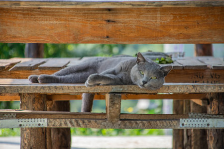 Gray cat sleeping on a wooden table in the garden. close-up.の写真素材