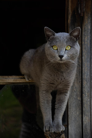 British shorthair cat with yellow eyes sitting on a wooden fence.の写真素材