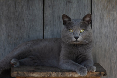 Beautiful gray cat with yellow eyes lying on a wooden background.の写真素材