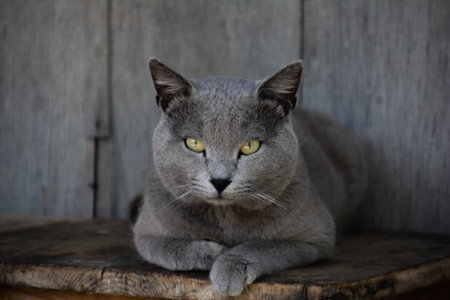 British Shorthair cat with yellow eyes sitting on a wooden backgroundの写真素材