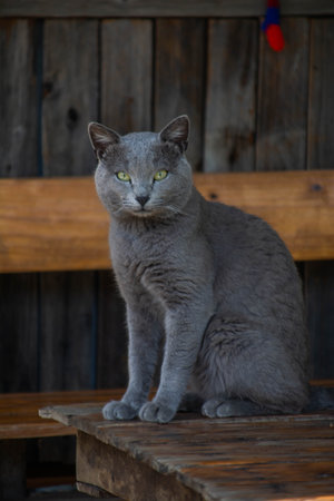 Beautiful gray cat with green eyes sitting on a wooden bench.の写真素材