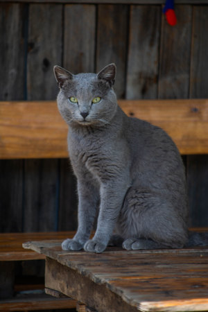 Portrait of a gray cat with green eyes sitting on a wooden benchの写真素材