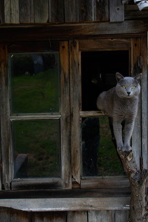 Cat sitting on the window of an old wooden house in the villageの写真素材