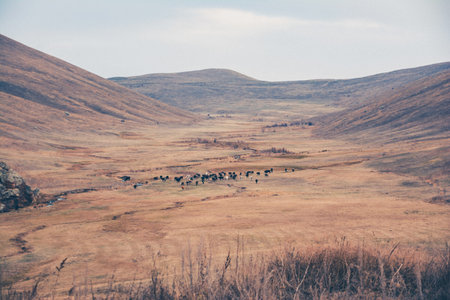 Cattle grazing in the steppe. Beautiful autumn landscape. Russia.の写真素材
