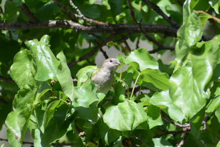 Sparrow sitting on a branch of a tree with green leavesの写真素材