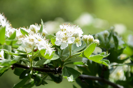 White flowers of hawthorn (Crataegus monogyna)