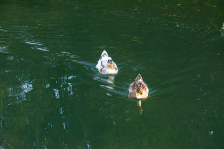 ducks swimming in the lake, close-up of a photoの写真素材