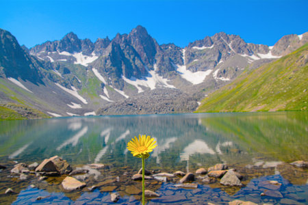 Yellow flower on the background of a mountain lake and snow-capped peaksの写真素材