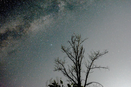 Milky Way and silhouette of a tree in the night sky.の写真素材