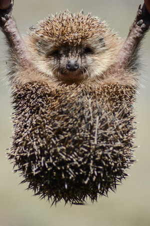 Hedgehog (Arctocephalus europaeus)の写真素材