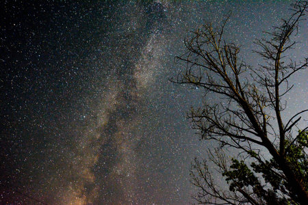 Milky Way Galaxy and Tree at Phu Kradueng National Park, Loei, Thailandの写真素材