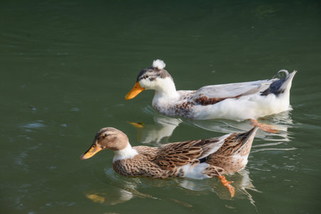 ducks swimming in a lake, photo as a background, digital imageの写真素材