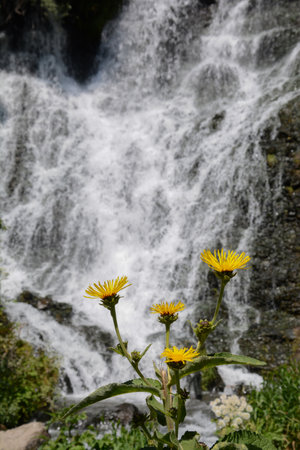 Flowering dandelions on the background of a waterfall.の写真素材