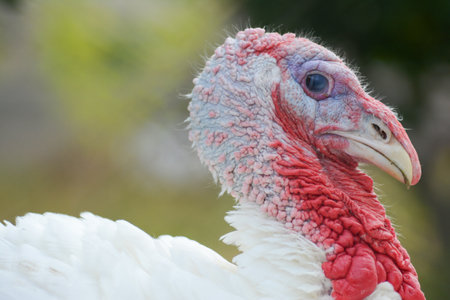 Turkey head close up, selective focus, shallow depth of field.の写真素材