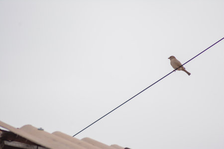 Sparrow on a wire against a cloudy sky. Bird on a wire.の写真素材