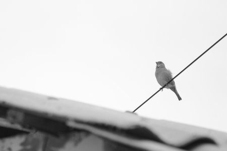 Bird on a wire against the sky. Black and white photo.の写真素材