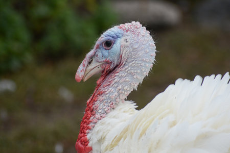 Close-up of the head of a wild turkey on a farmの写真素材