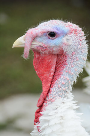 Portrait of a turkey on a farm in the summertime.の写真素材