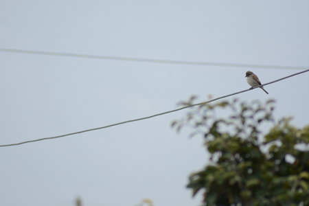 Bird on the wire in the nature. (Luscinia svecica)の写真素材