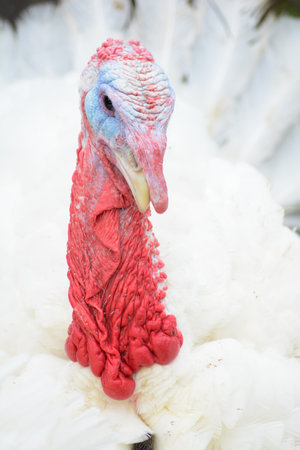 Portrait of a turkey on a white background, close-upの写真素材