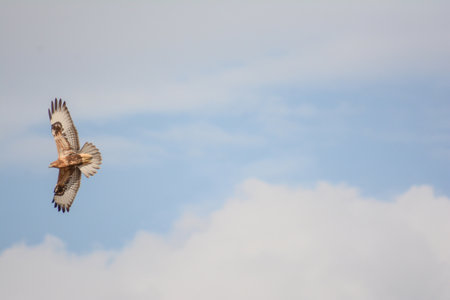 Common buzzard (Buteo buteo) in flightの写真素材