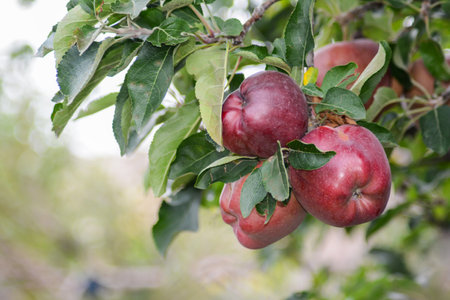 Ripe red apples on apple tree branch in orchard ready for harvestの写真素材