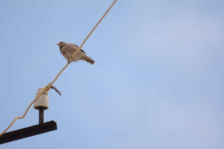 Sparrow on a power line with blue sky in the backgroundの写真素材