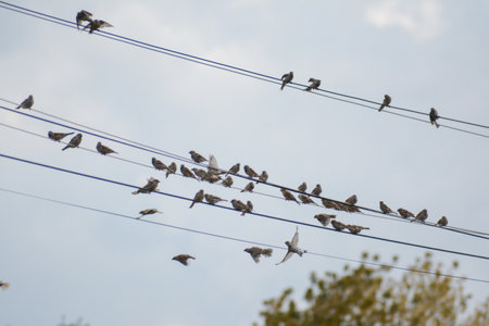 A flock of sparrows sits on a power line against the blue sky.の写真素材