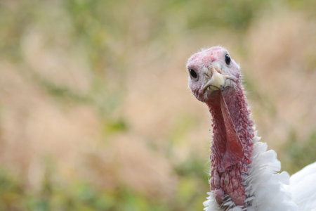 turkey in the wild, close up of head and neck.の写真素材